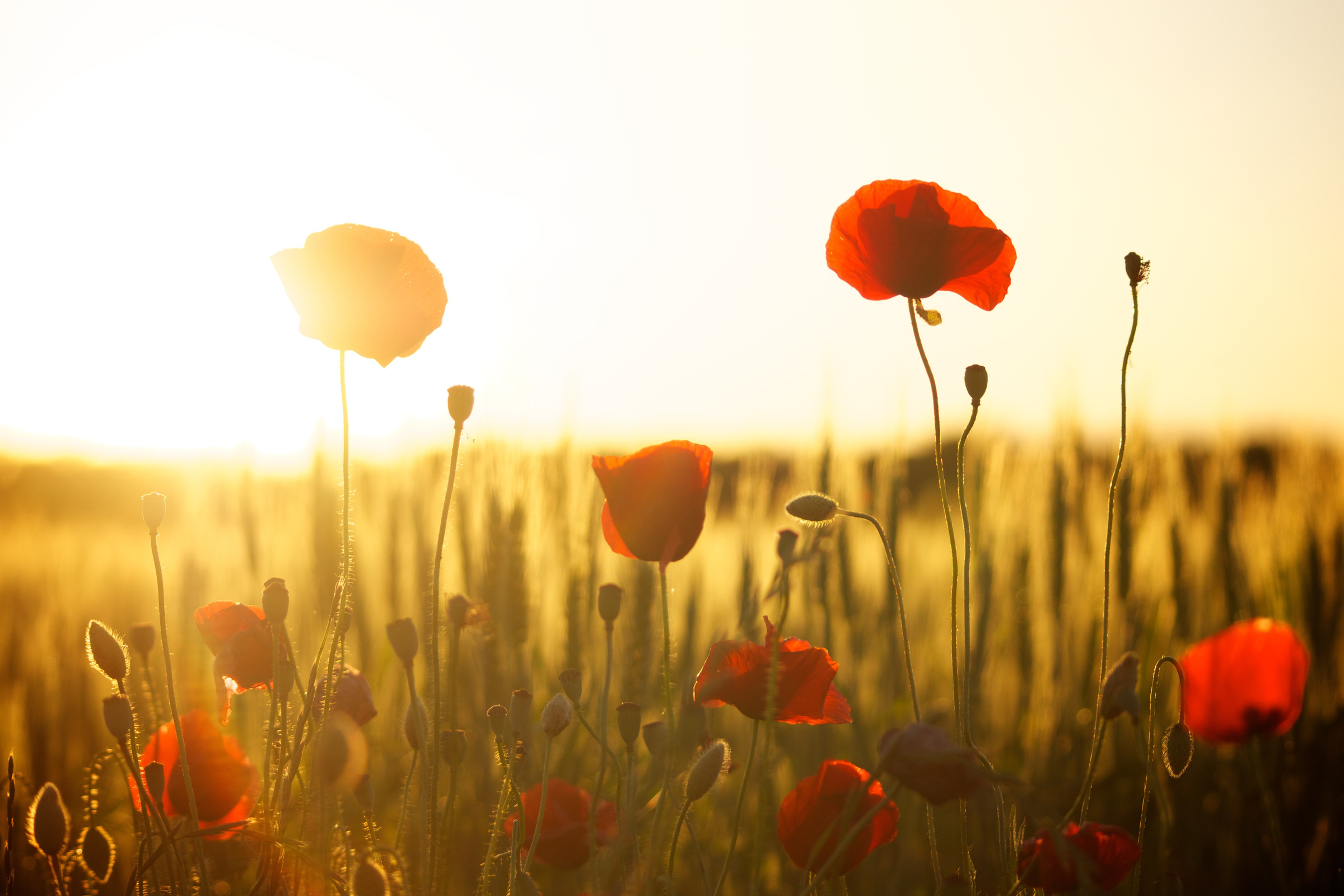 Poppy Flowers in the Field
